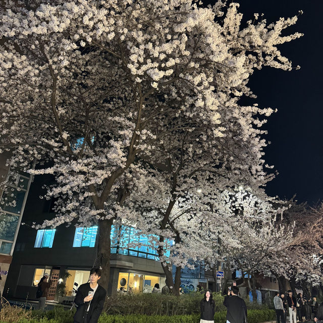 Shop and see cherry blossoms at Hongdae
