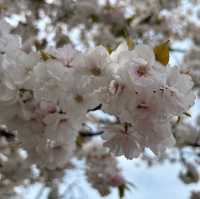 京都の綺麗な桜達🌸