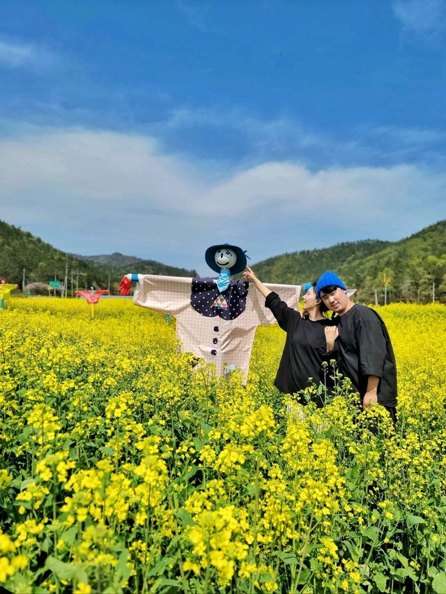 허수아비 포토존이 있는 유채꽃축제💛