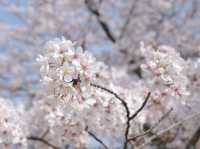 Nokonoshima เกาะดอกไม้แห่งฟุกุโอกะ