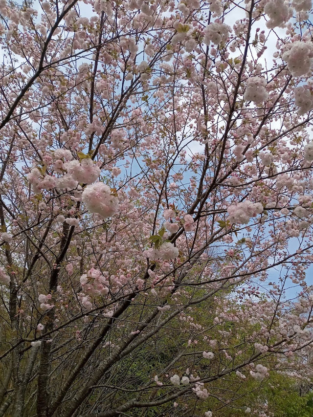 Takao Sakura Park 