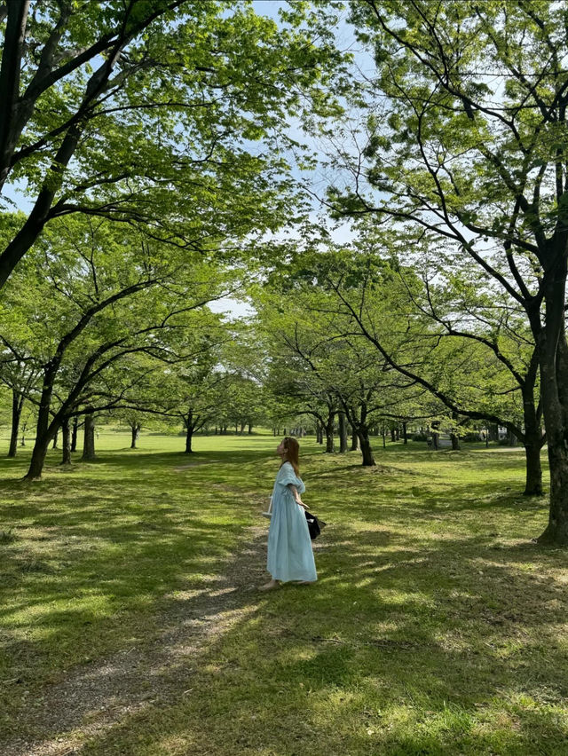 都内でネモフィラ！見頃はまだまだ続く！舎人公園