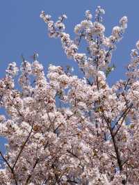 国営昭和記念公園　桜の園エリアご紹介