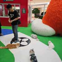 貓癡必去超能貓空間🐱🐈🐈‍⬛