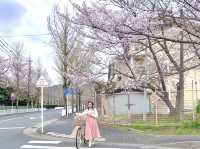 Sakura@ Tenri High School จ.นารา