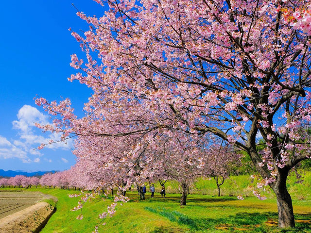 北淺羽櫻堤公園櫻花