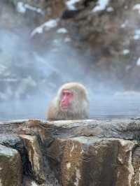 【長野】世界で唯一温泉に入るサルを間近で見れる場所