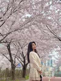 봄만 오면 가는 내 원픽🌸