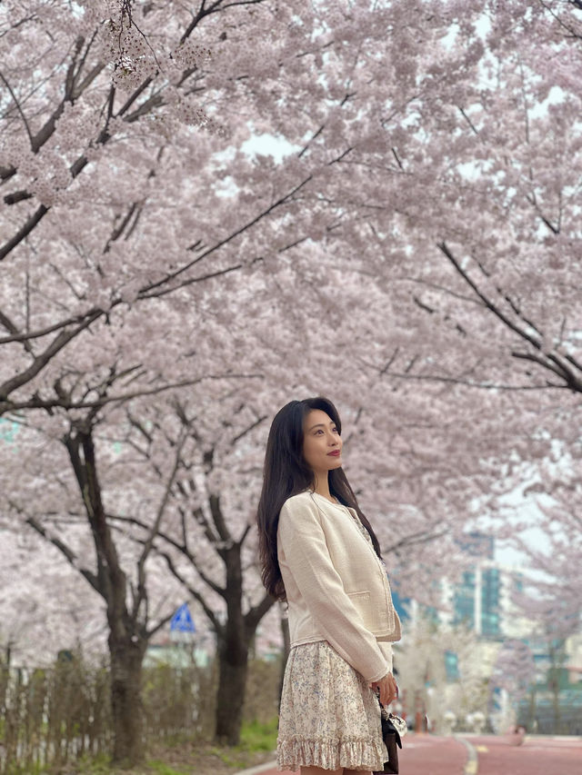 봄만 오면 가는 내 원픽🌸
