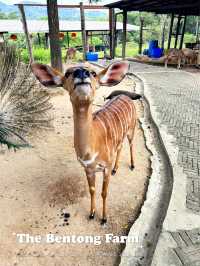 Feeding Animals in the Bentong Farm