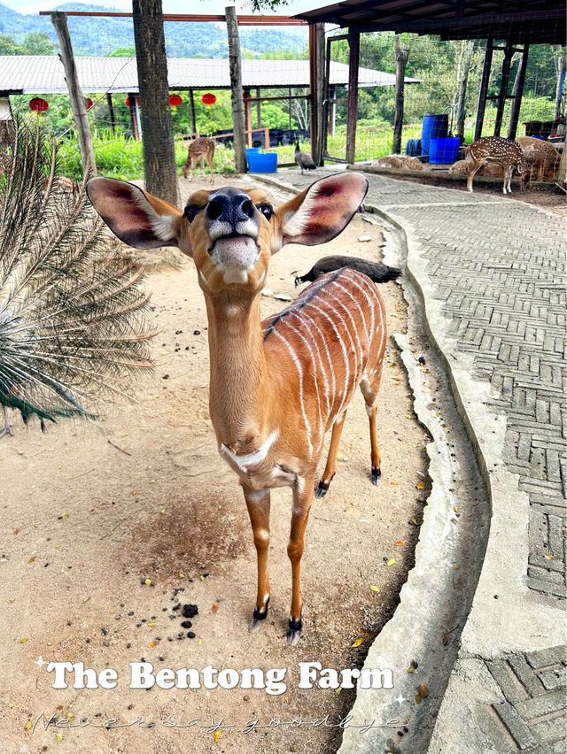 Feeding Animals in the Bentong Farm