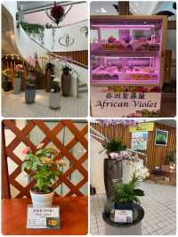 🌸🌼✨ 春天好去處：繁花似錦霍士傑溫室 ✨🌼🌸