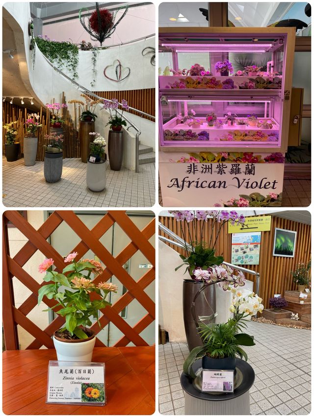 🌸🌼✨ 春天好去處：繁花似錦霍士傑溫室 ✨🌼🌸