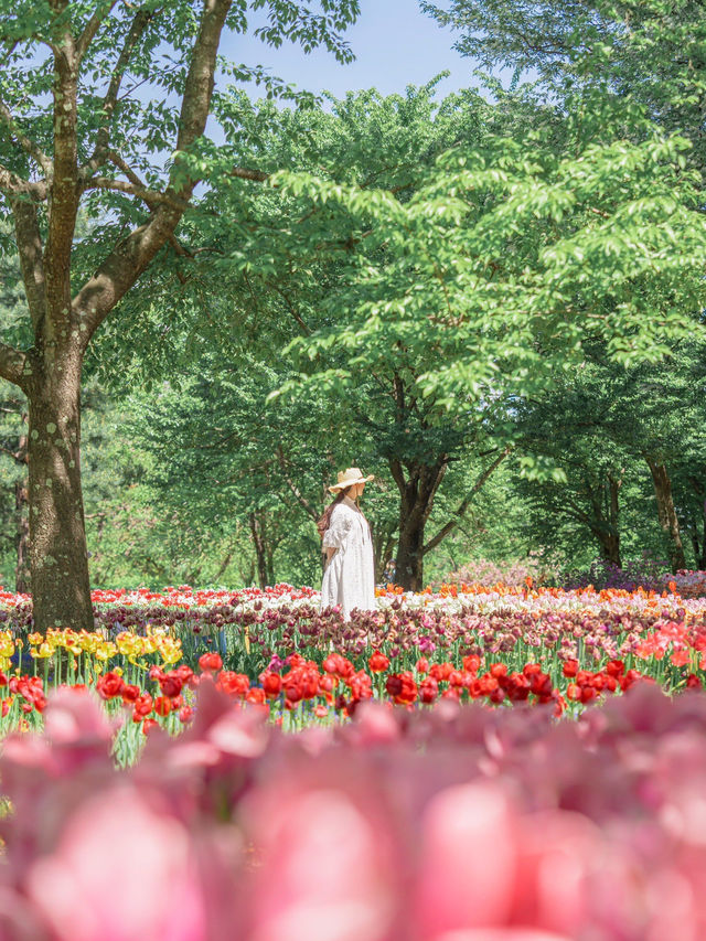 甲信地方最大！圧倒的なスケールのチューリップ畑🌷🌷🌷