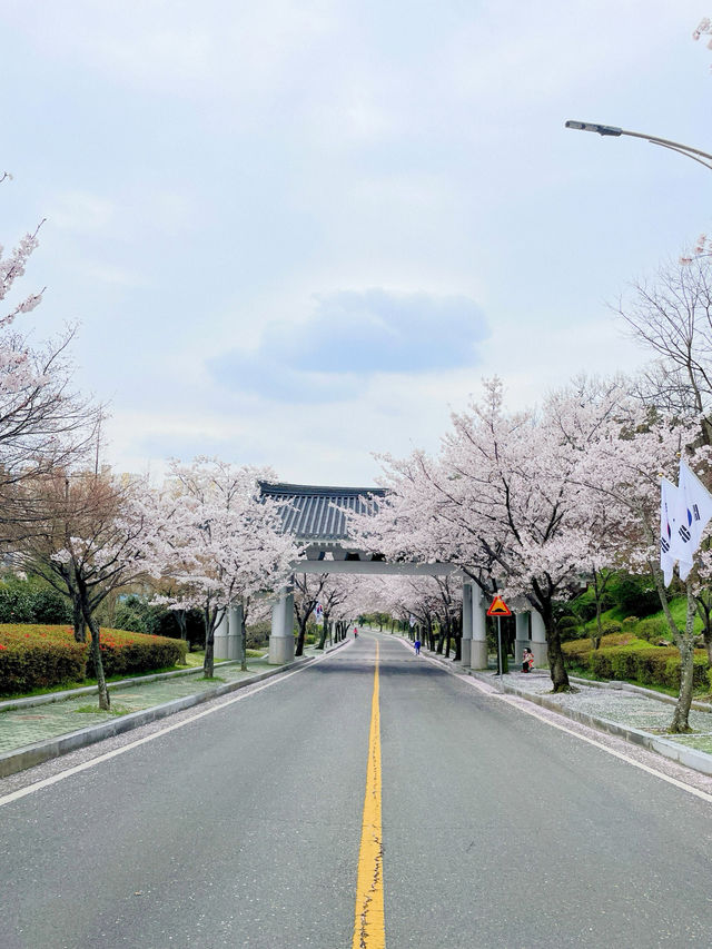 창원 태극기와 벚꽃을 함께 볼 수 있는 곳🇰🇷💗