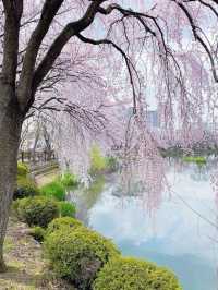 🌸동화 속 같은 몽글몽글한 벚꽃 커튼이 있는 이 곳🌸