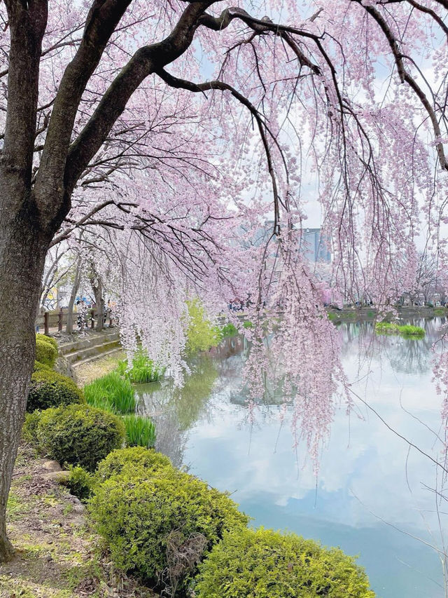 🌸동화 속 같은 몽글몽글한 벚꽃 커튼이 있는 이 곳🌸