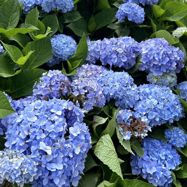 🌸繡球花季開跑囉🏃‍♀️🏃‍♀️🏃‍♀️