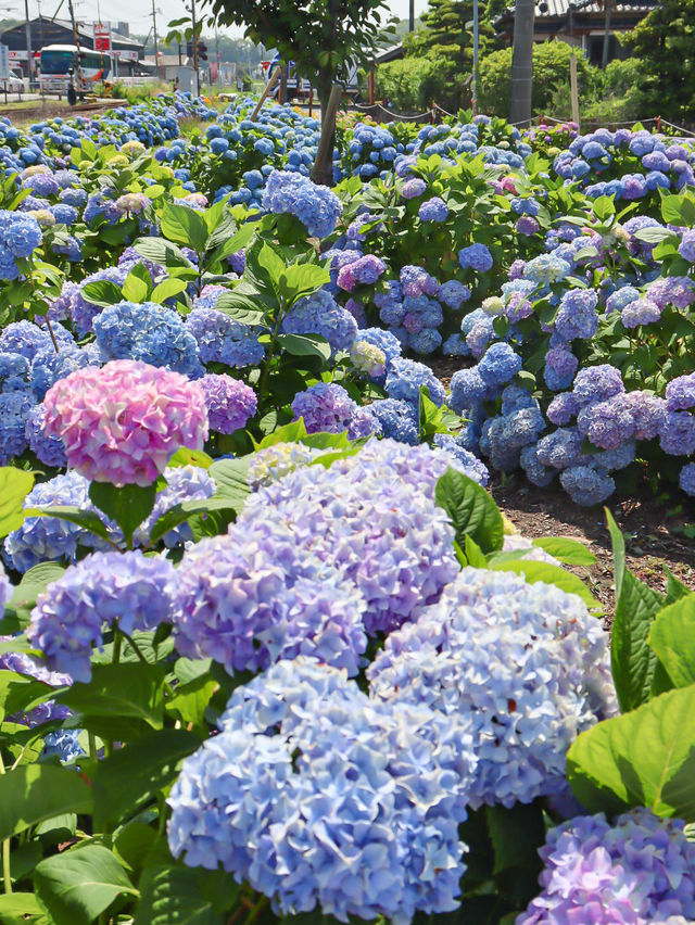 【熊本】本当は秘密にしたい！穴場あじさい畑