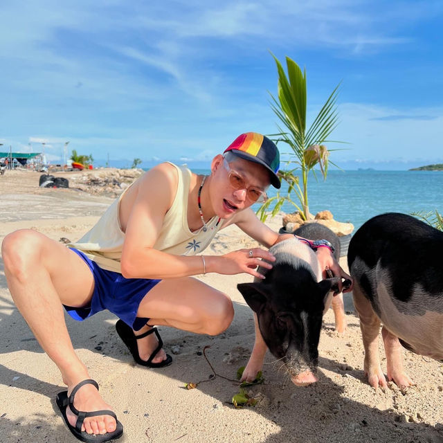 🐷เที่ยวเกาะสมุย ถ่ายรูปกับหมู เกาะมัดสุม