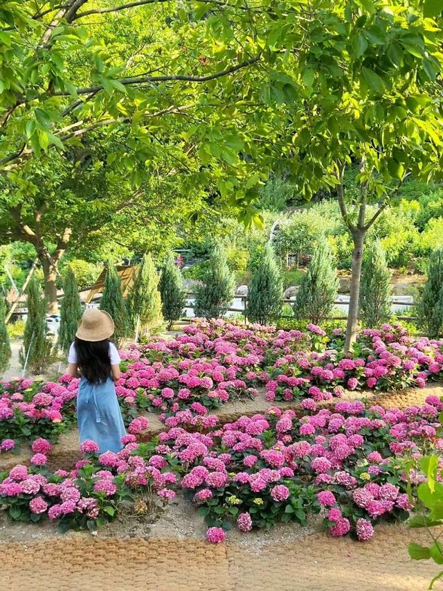 현시각 수국도 라벤더도 다 볼수 있는 양산카페💜