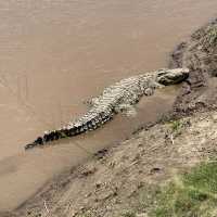 Incredible wildlife experience in Kenya 