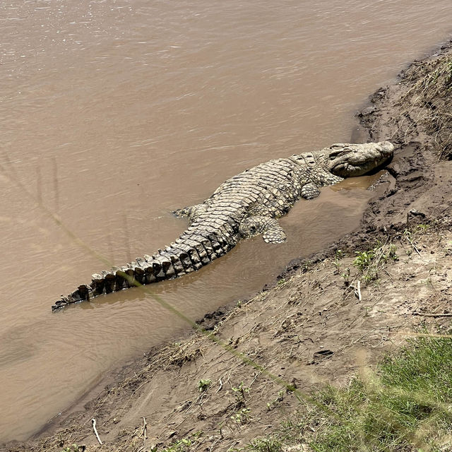 Incredible wildlife experience in Kenya 
