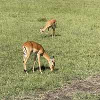 The incredible wild life of Masai Mara 