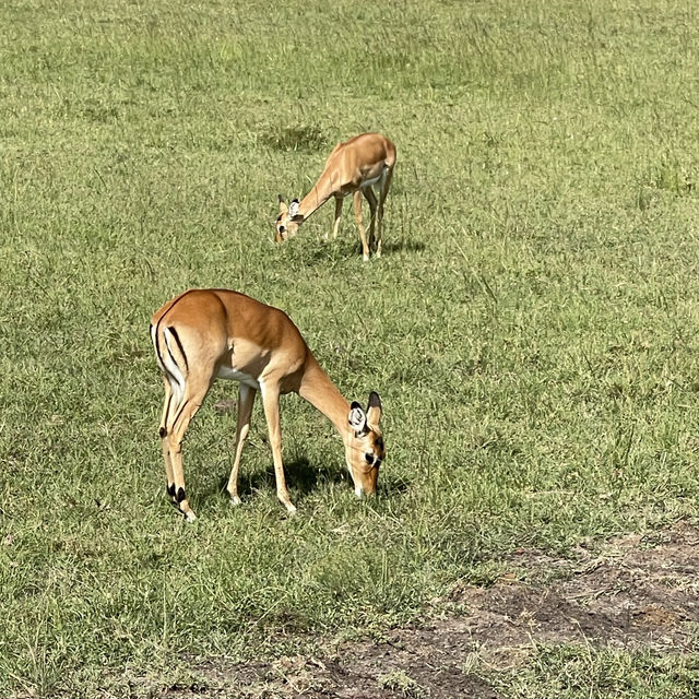 The incredible wild life of Masai Mara 