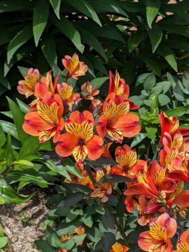 日本京都-賞花踏青的好去處：京都府立植物園