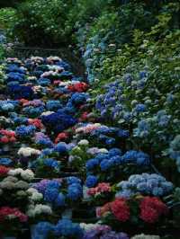 【奈良】期間限定‼️梅雨の時期こそ楽しめる😍紫陽花×階段映え絶景✨