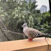 金融中心鬧市中的綠洲 - 香港公園