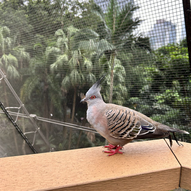 金融中心鬧市中的綠洲 - 香港公園