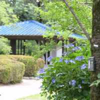 【Tokyo🇯🇵】神代植物公園　あじさいスポット