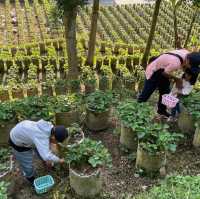 Strawberry patch kids