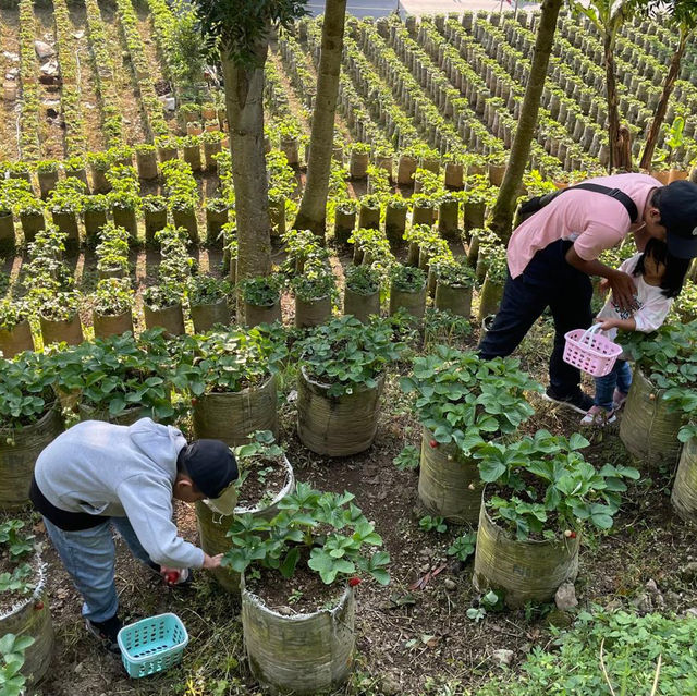 Strawberry patch kids
