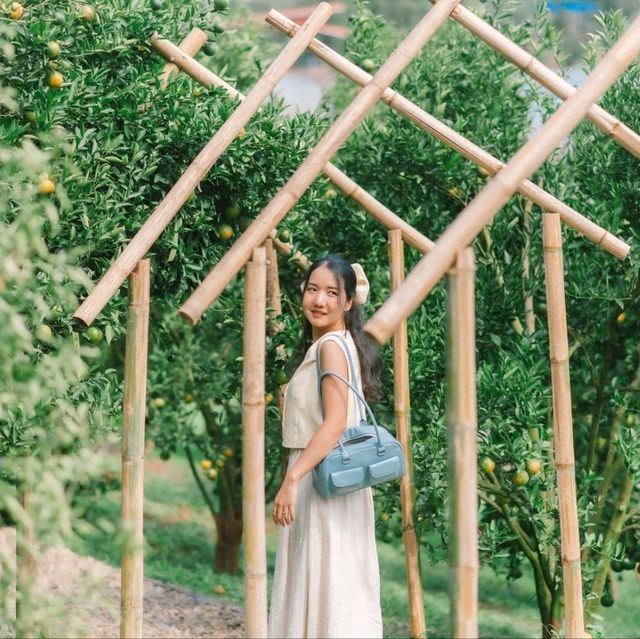 สวนของฉัน My garden 