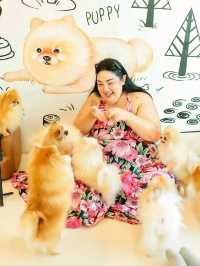 คาเฟ่หมาปอม ศาลายา Happy Pom Dog 
