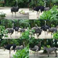 🦦🦧🦍🐟🐗新加坡奇妙野生動物園🦒🦘🐘🦚🐿️