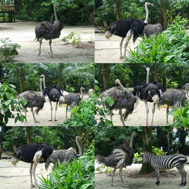 🦦🦧🦍🐟🐗新加坡奇妙野生動物園🦒🦘🐘🦚🐿️