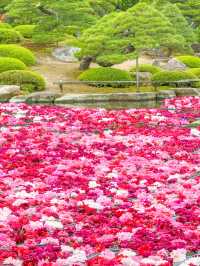 【島根】期間限定の絶景の庭園🌼 🌸【由志園の牡丹祭り】🌸