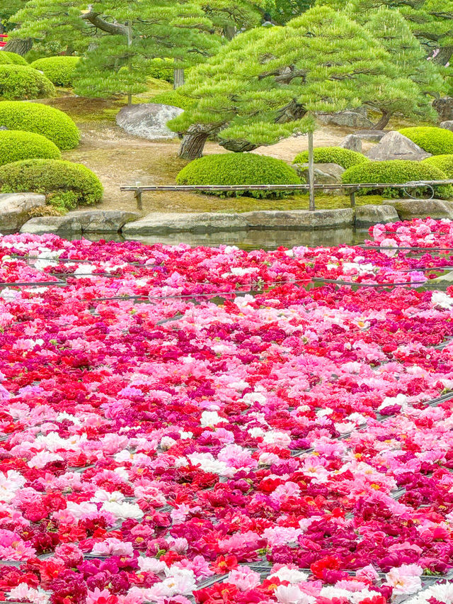 【島根】期間限定の絶景の庭園🌼 🌸【由志園の牡丹祭り】🌸