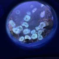 芝加哥海洋博物館 Shedd Aquarium ：珊瑚館，水母館，海洋奇觀等你來！」