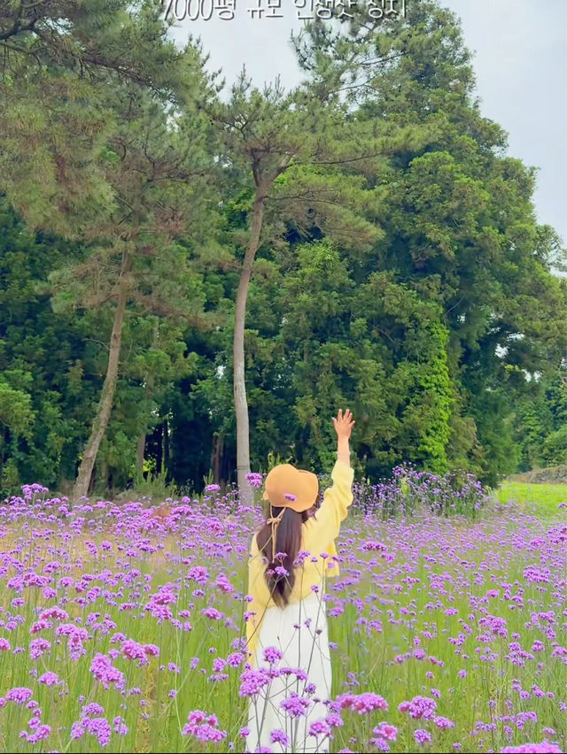 제주도 꽃구경 인생샷 성지는 바로 여기랍니당 ✨