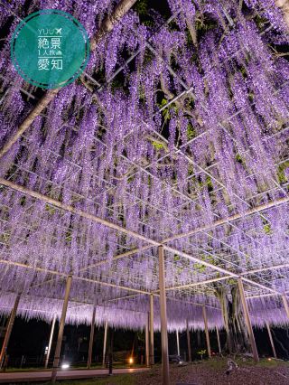 一生必看的愛知縣紫藤絕景！尾張津島藤花節盛大舉辦中，滿開綻放