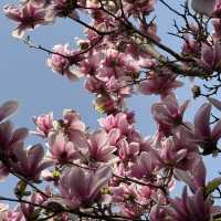 Encountering the Most Beautiful Spring at White Horse Temple