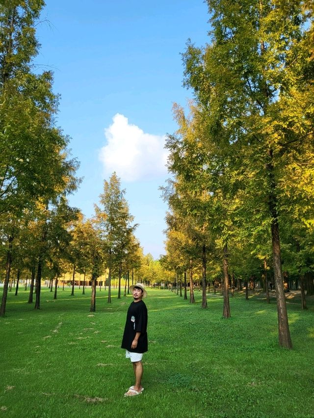 가을오기전 초록뷰도 멋진 담양 메타세콰이어길