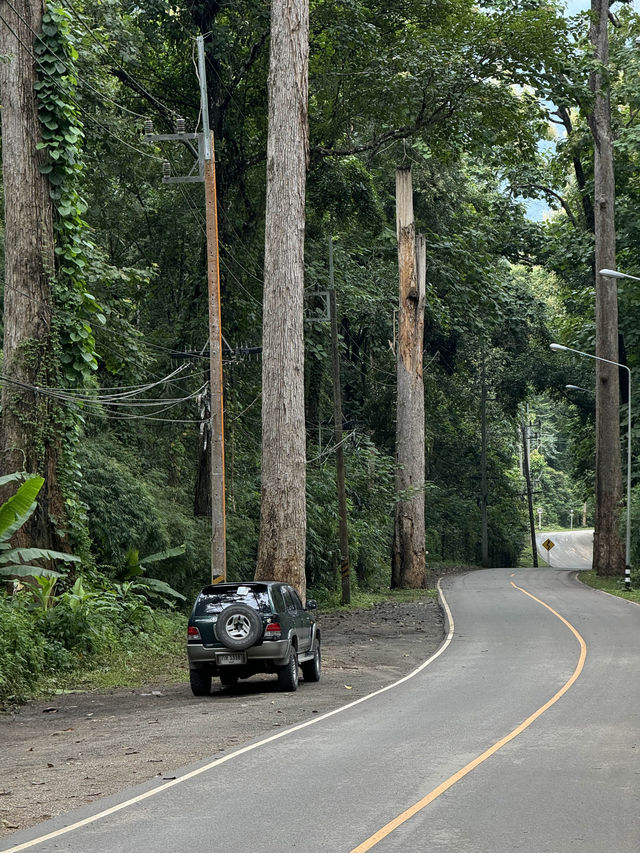 ถนนต้นยาง | เชียงดาว 🛻🛣️🌳🍃