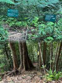 A Serene Morning Hike Through the Pristine Forest of Mount Singai