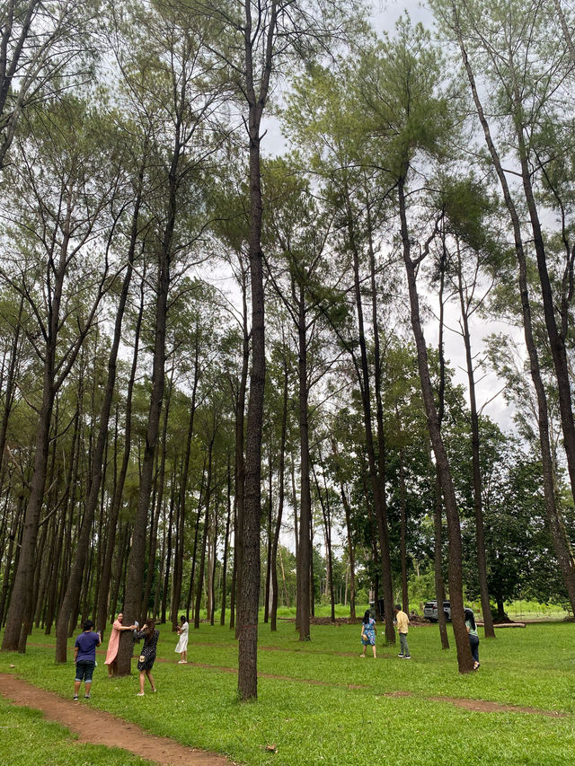 สวนสนแม่แตง | จ.เชียงใหม่ 🌲🪵🍃🌦️